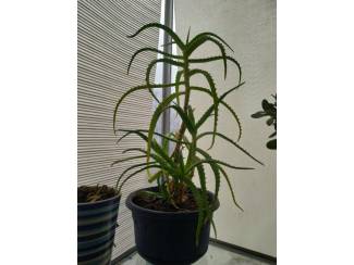 Aloe Arborescens - Wonderplant