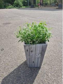 Bloempotten Bloembak met of zonder plant