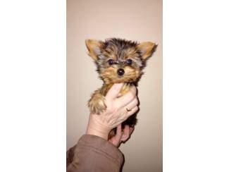 yorkshire terrier pupjes